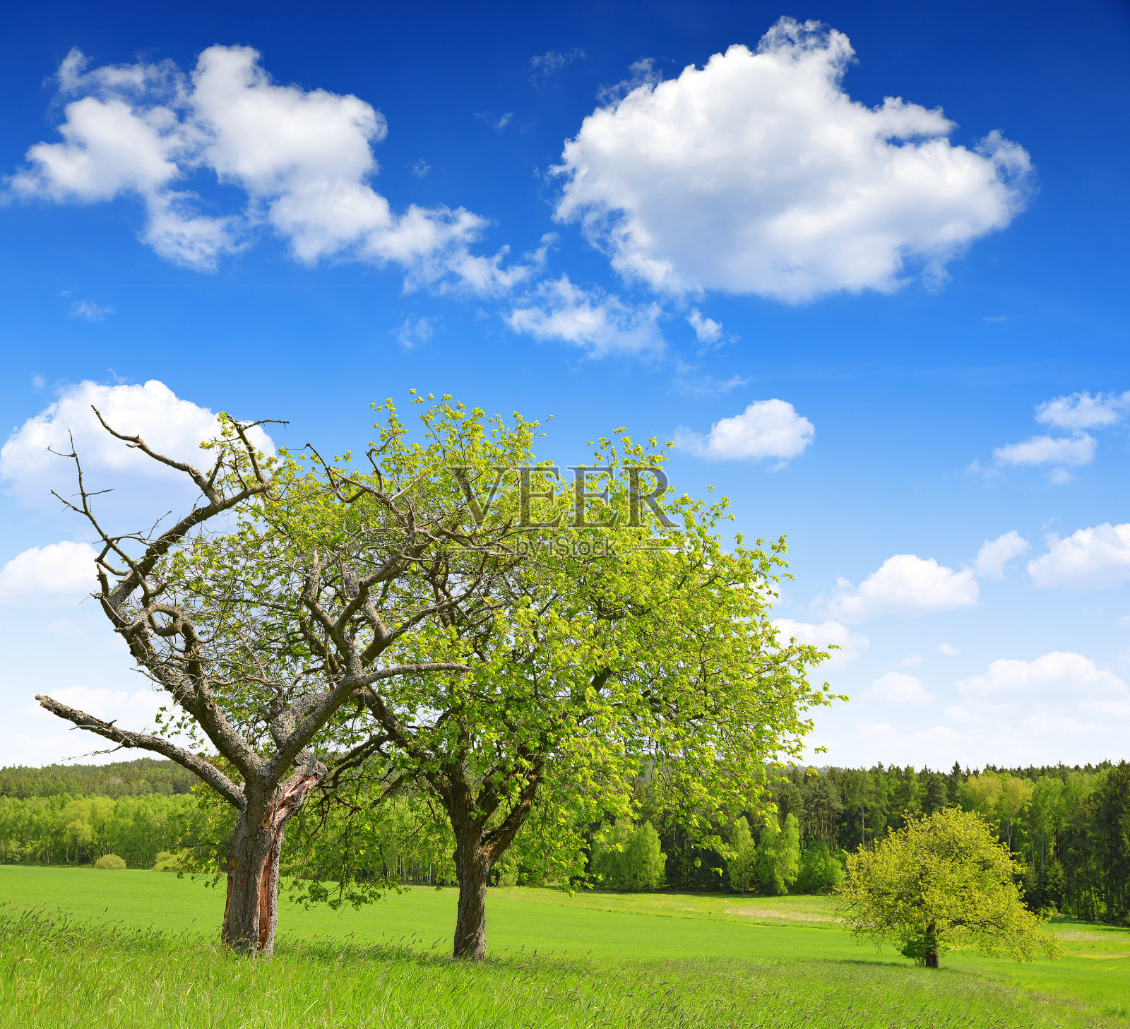 春天的风景照片摄影图片