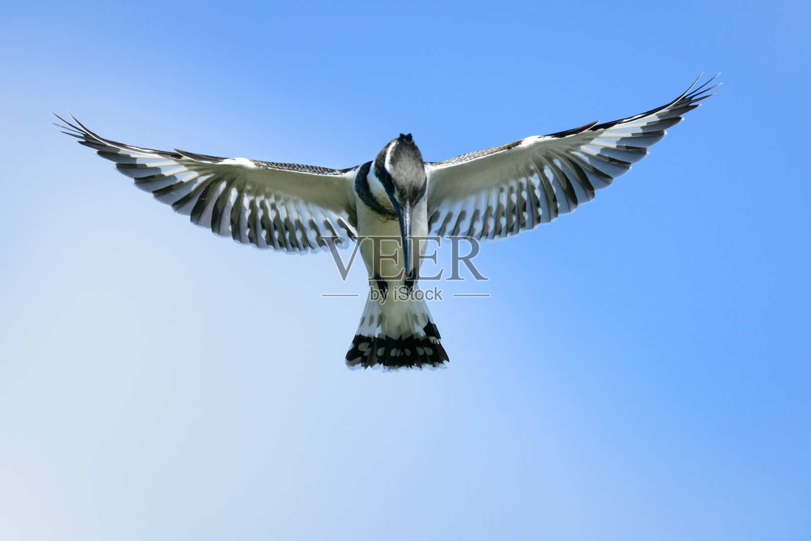 斑驳的翠鸟徘徊照片摄影图片