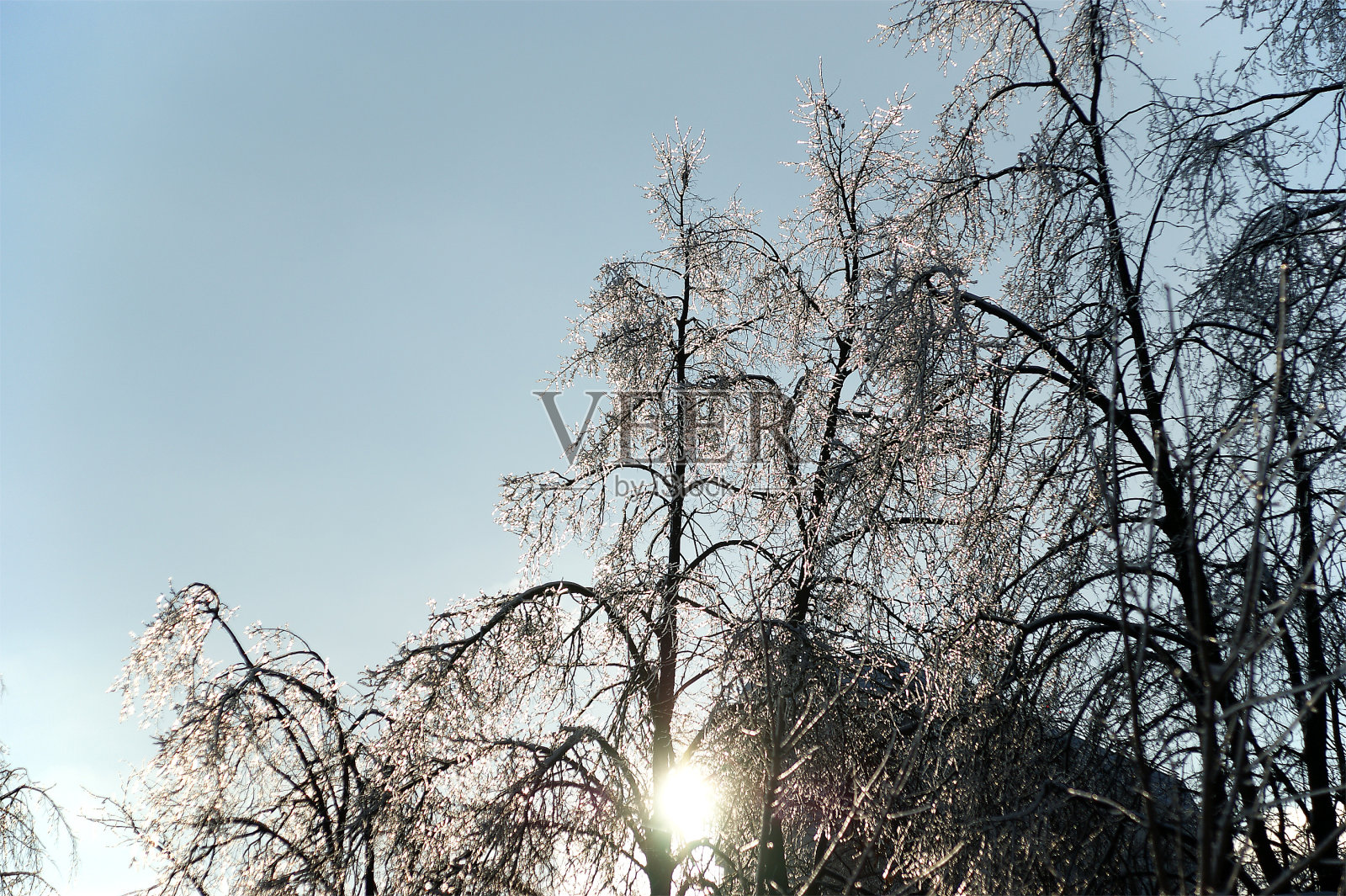 结了冰的树枝照片摄影图片