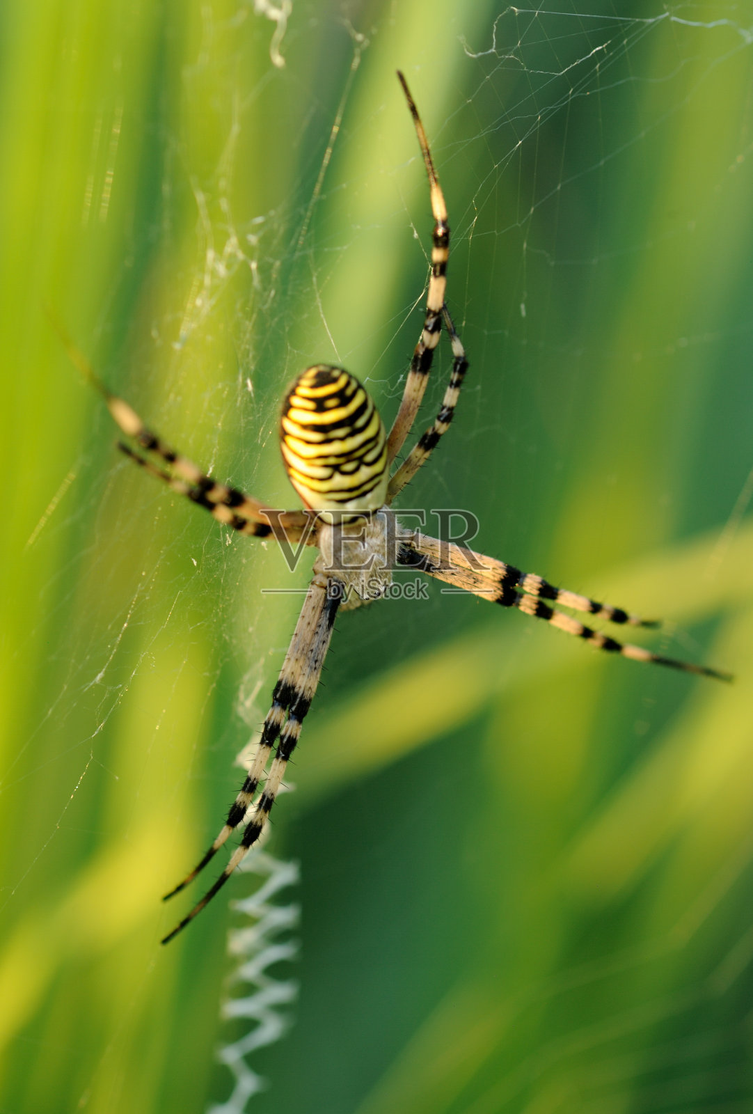 在网上的蜘蛛照片摄影图片