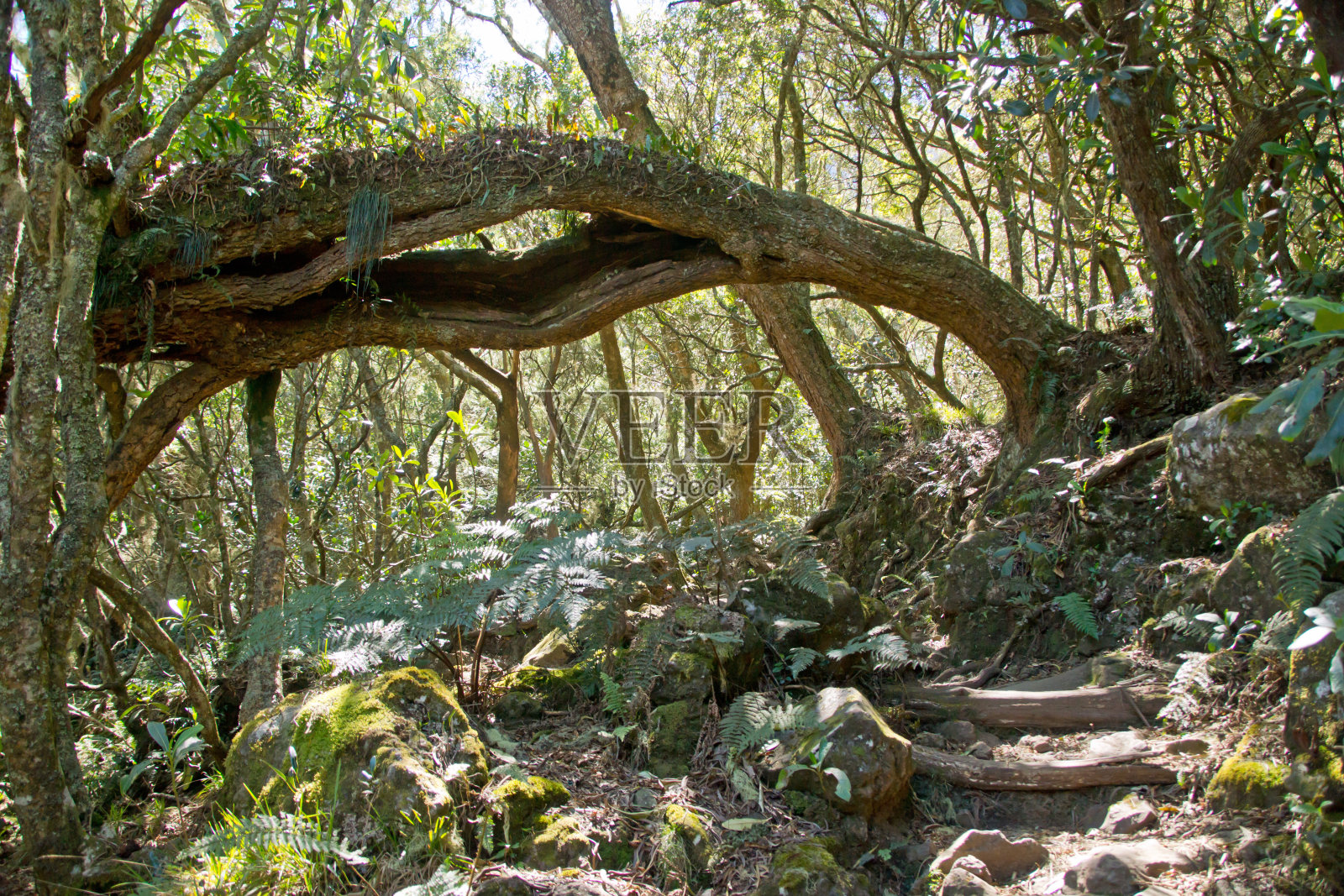 小径在聚会照片摄影图片