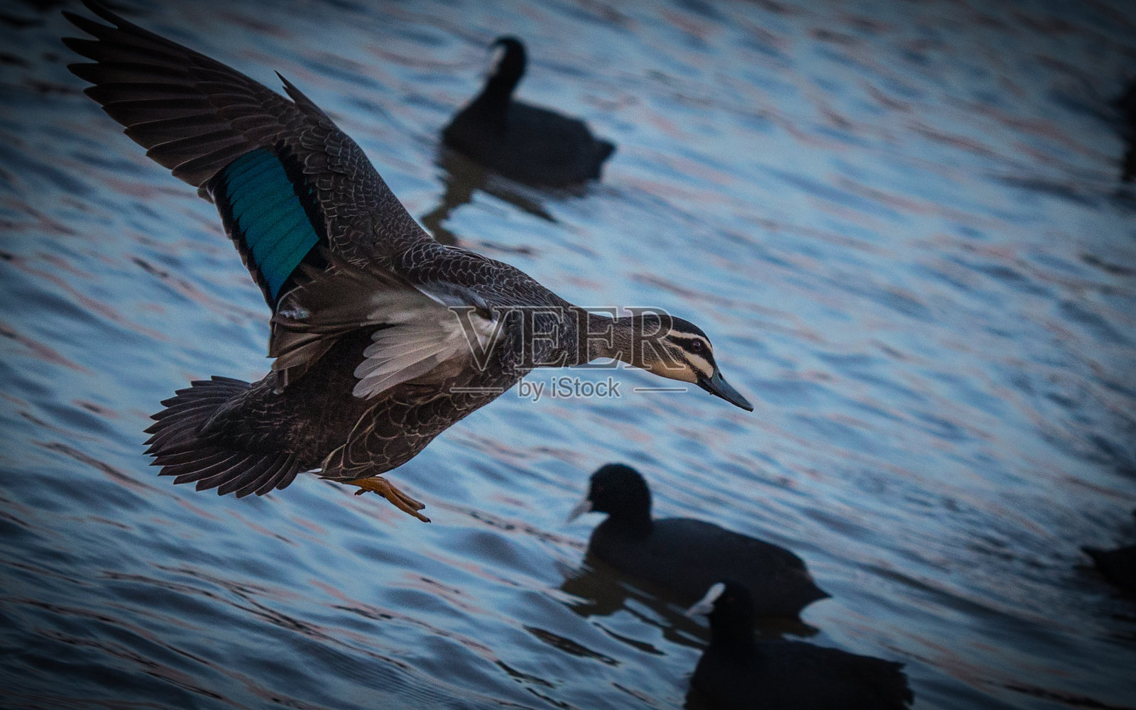 飞的鸭子照片摄影图片