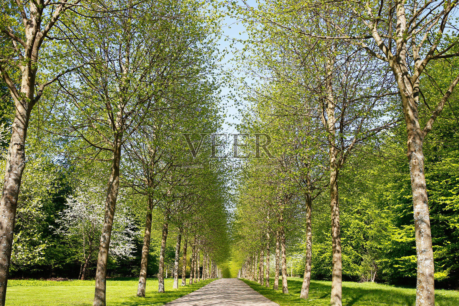 桦树巷照片摄影图片