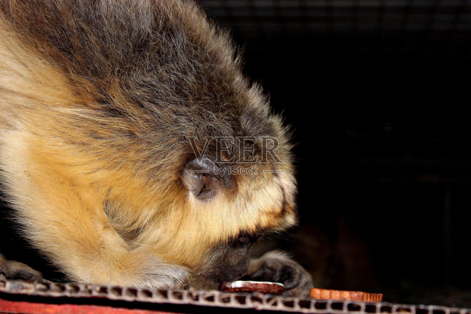 猴子caraya照片摄影图片