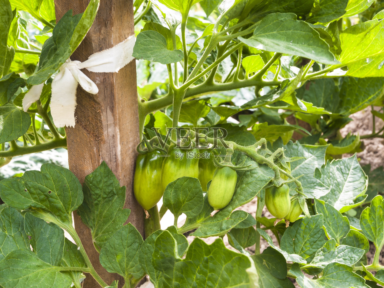 菜园里的有机番茄照片摄影图片