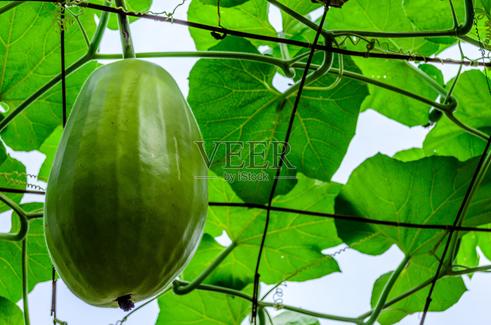 大冬瓜或冬瓜。照片摄影图片