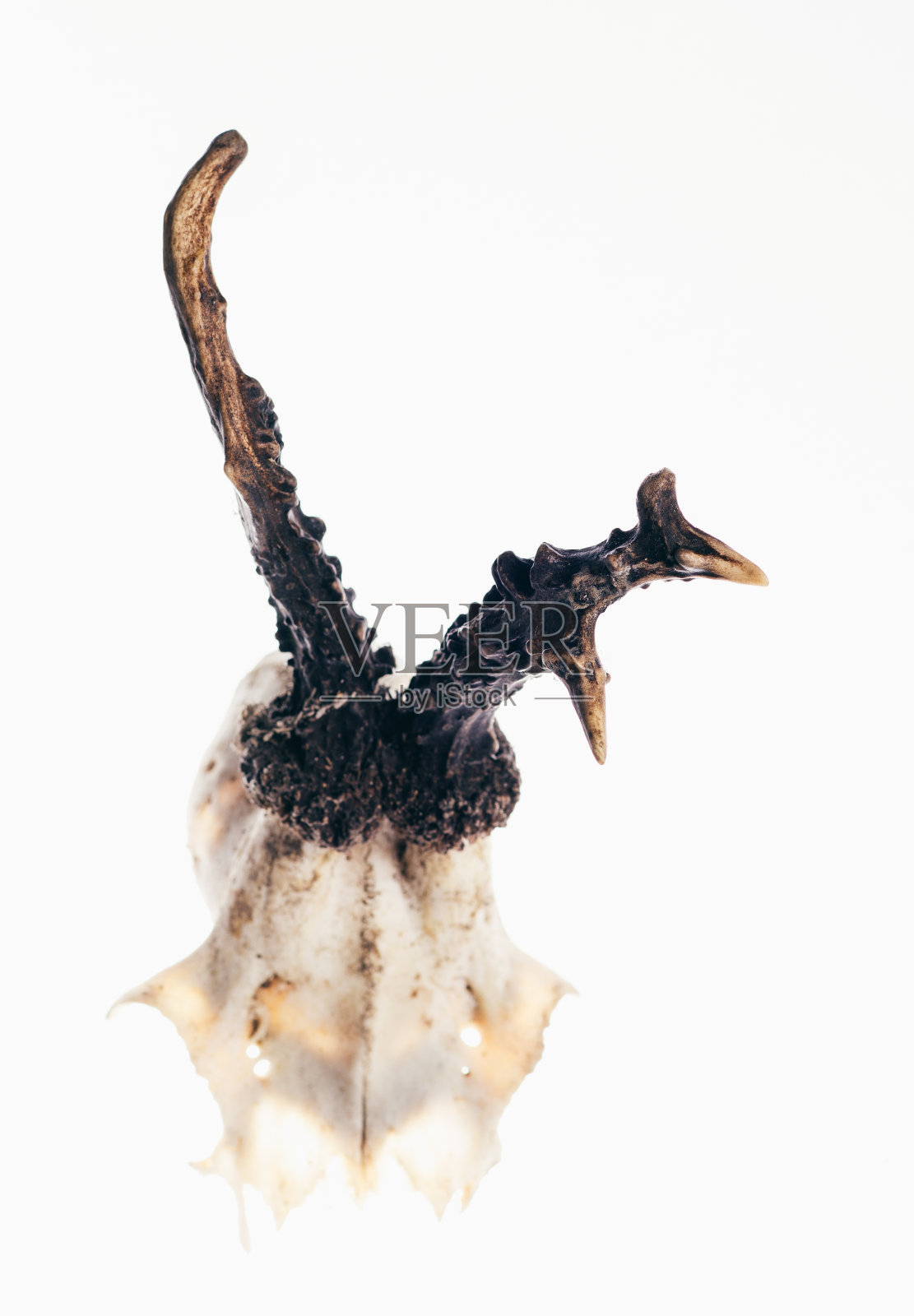 角在白色孤立的背景。照片摄影图片