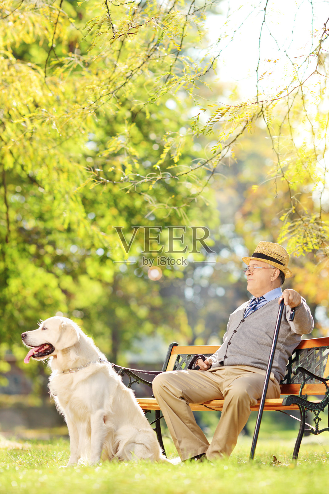 老绅士坐在长椅上和狗在公园里放松照片摄影图片