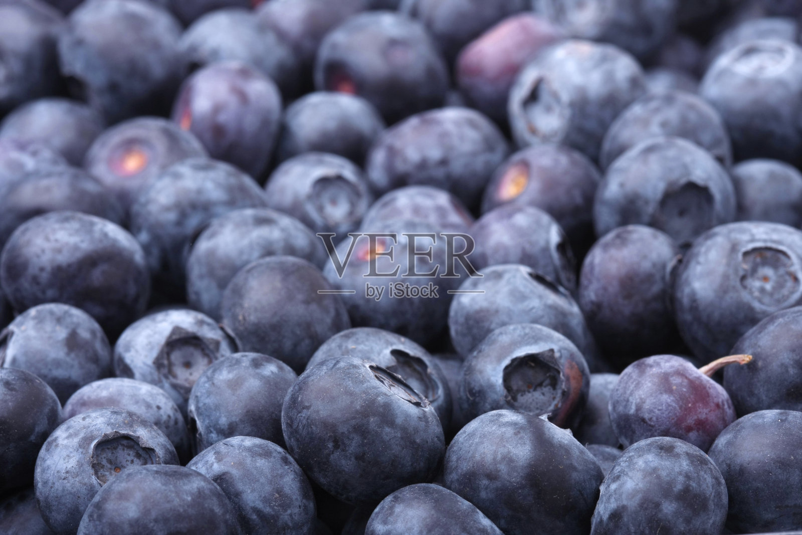 蓝莓照片摄影图片