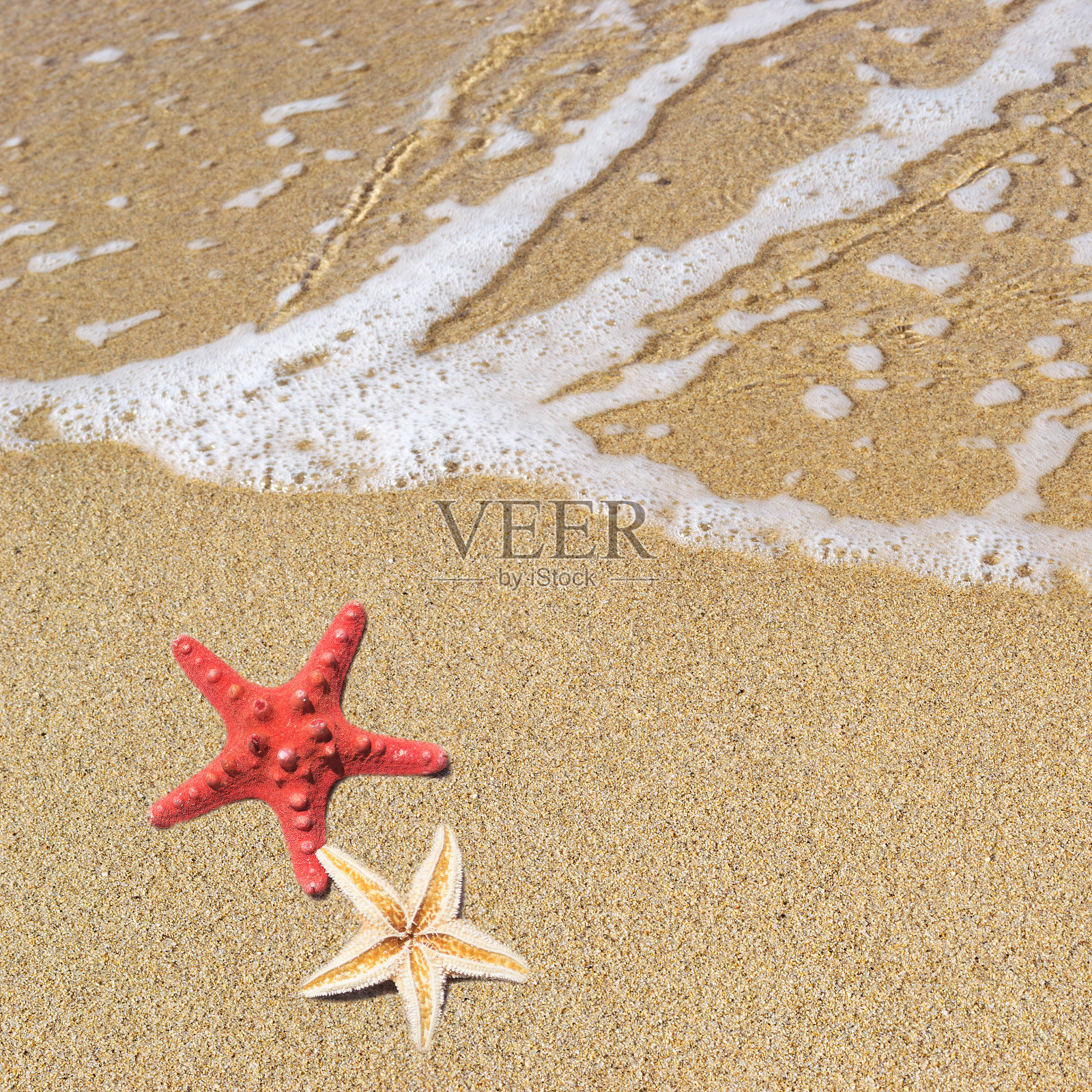 海星照片摄影图片