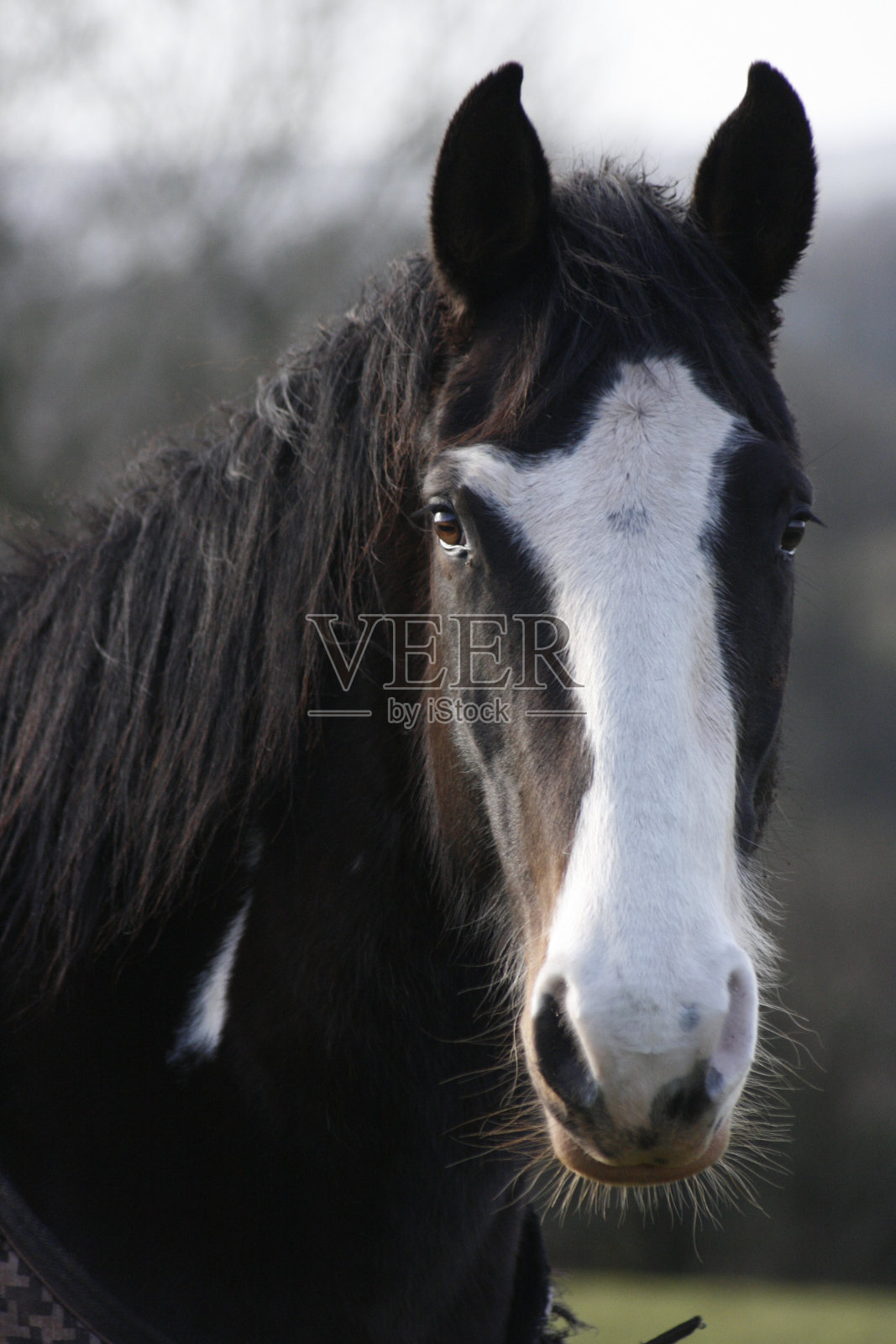 马的画像照片摄影图片