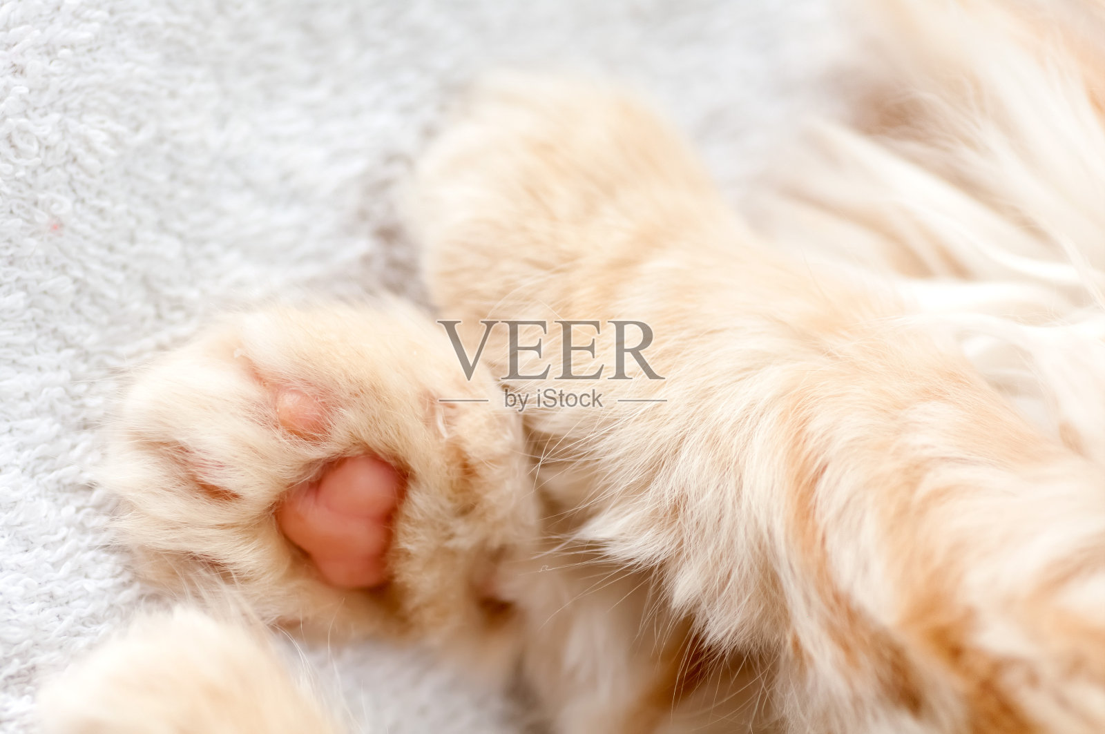 脚上有粉红色的垫子，红毛的小猫照片摄影图片