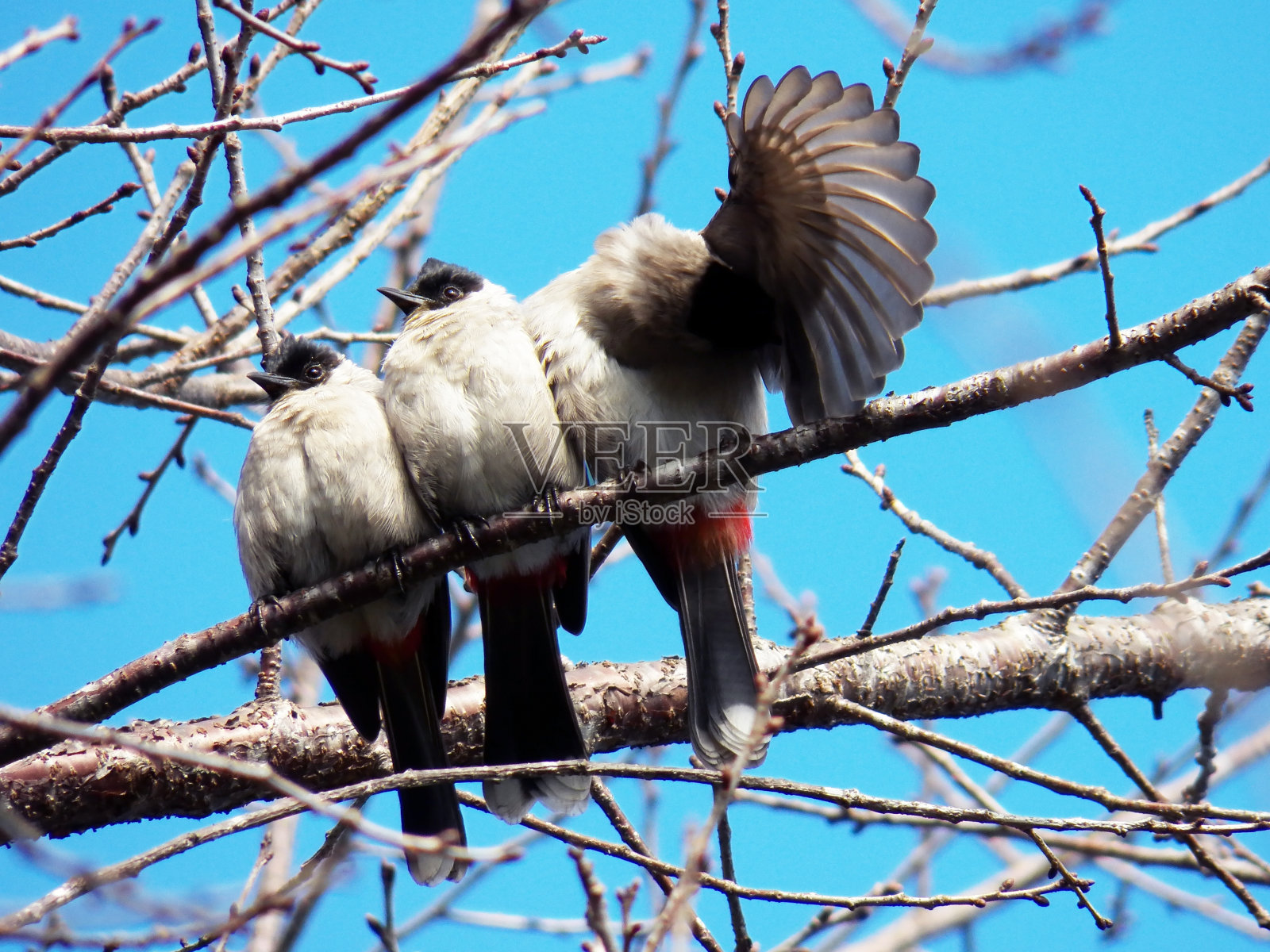 树枝上的三只鸟照片摄影图片