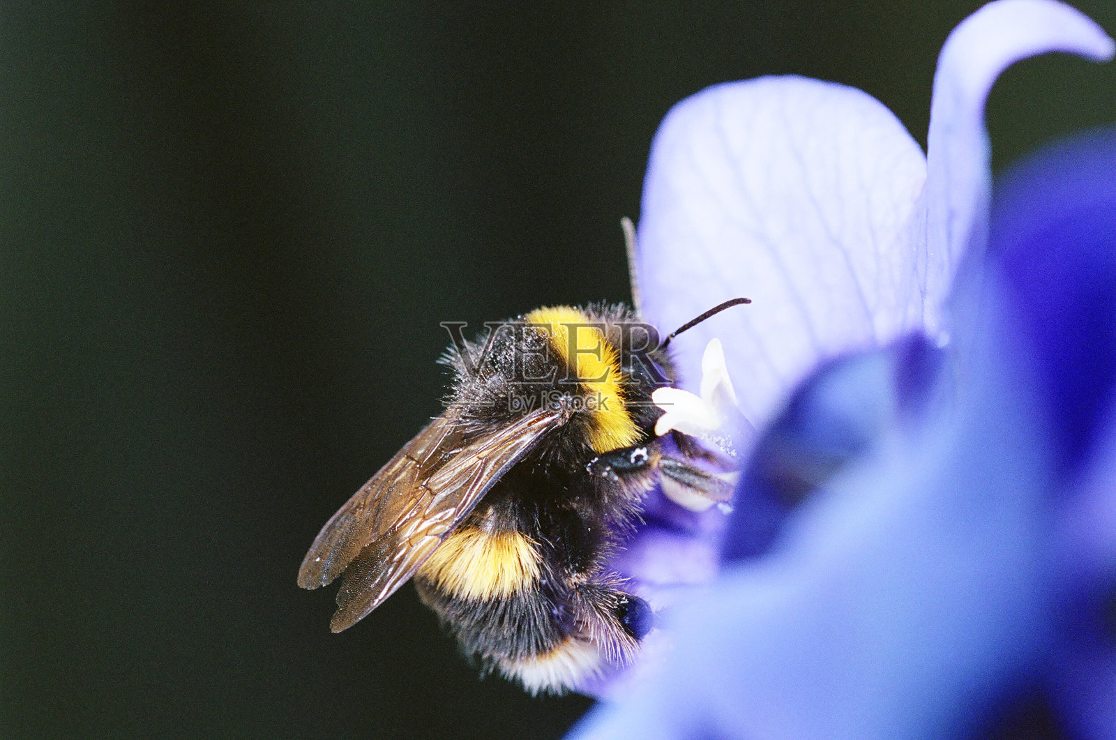 大黄蜂在蓝色的花上休息照片摄影图片