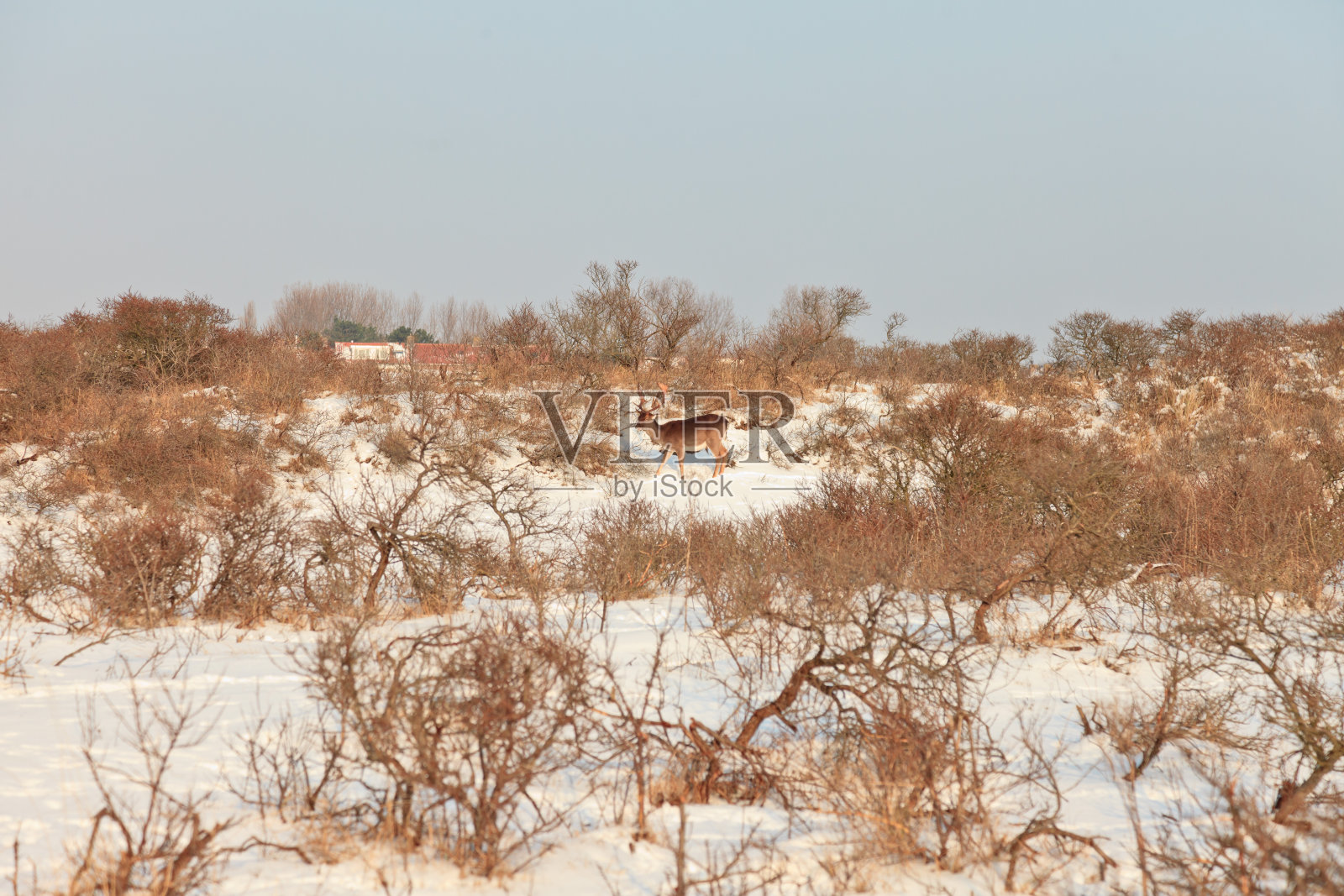 有鹿和牛的冬季沙丘。照片摄影图片