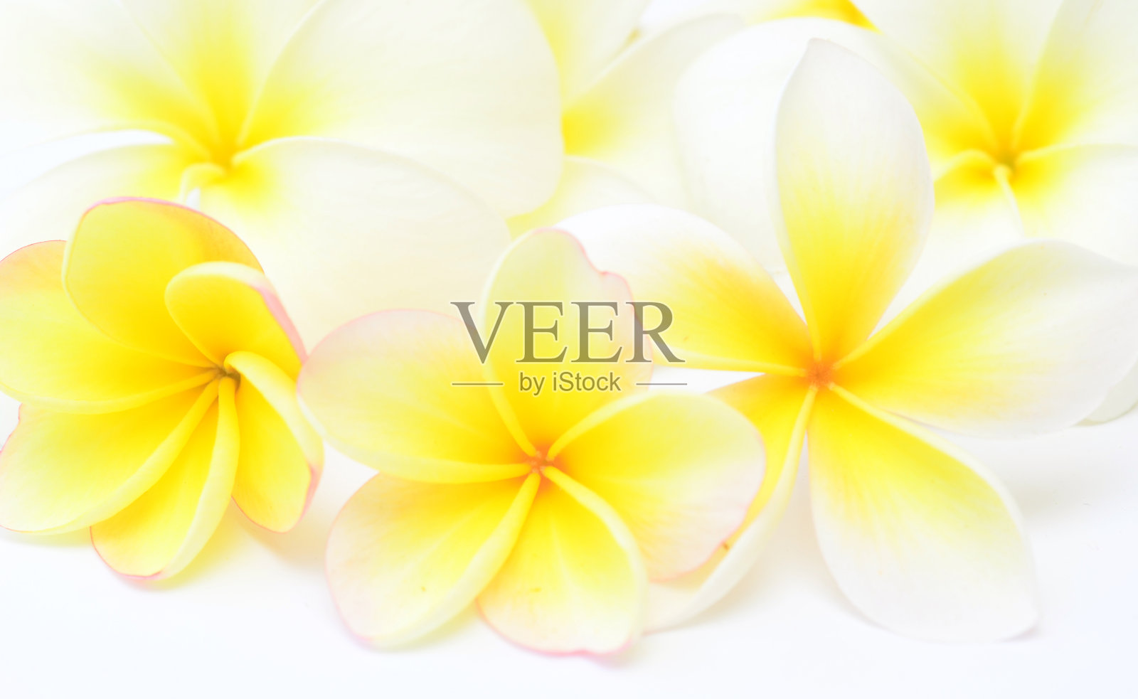 鸡蛋花照片摄影图片