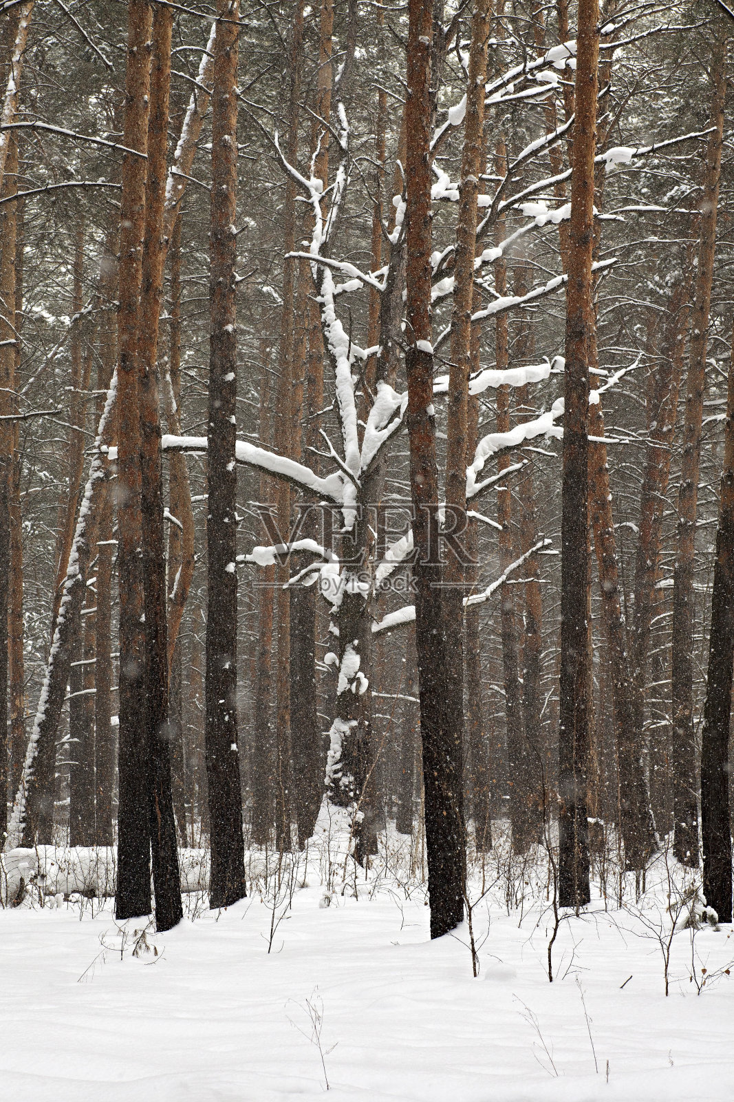 美丽的冬天森林照片摄影图片