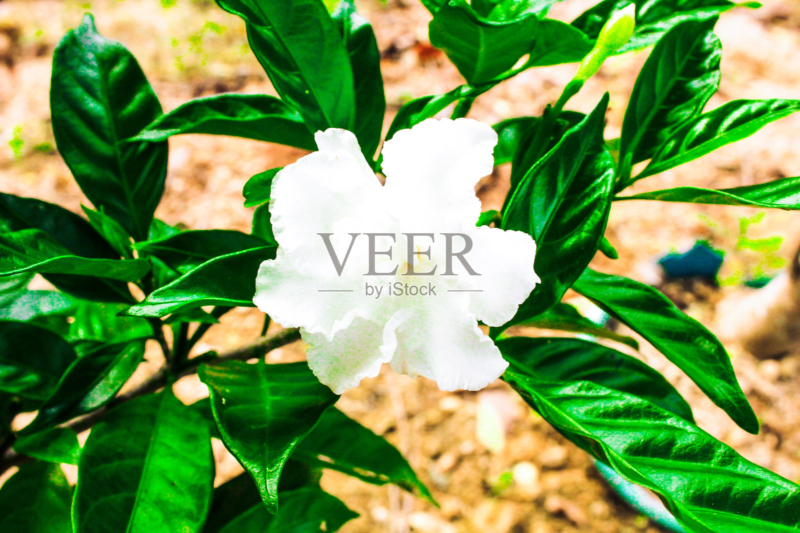 花园里的白花照片摄影图片