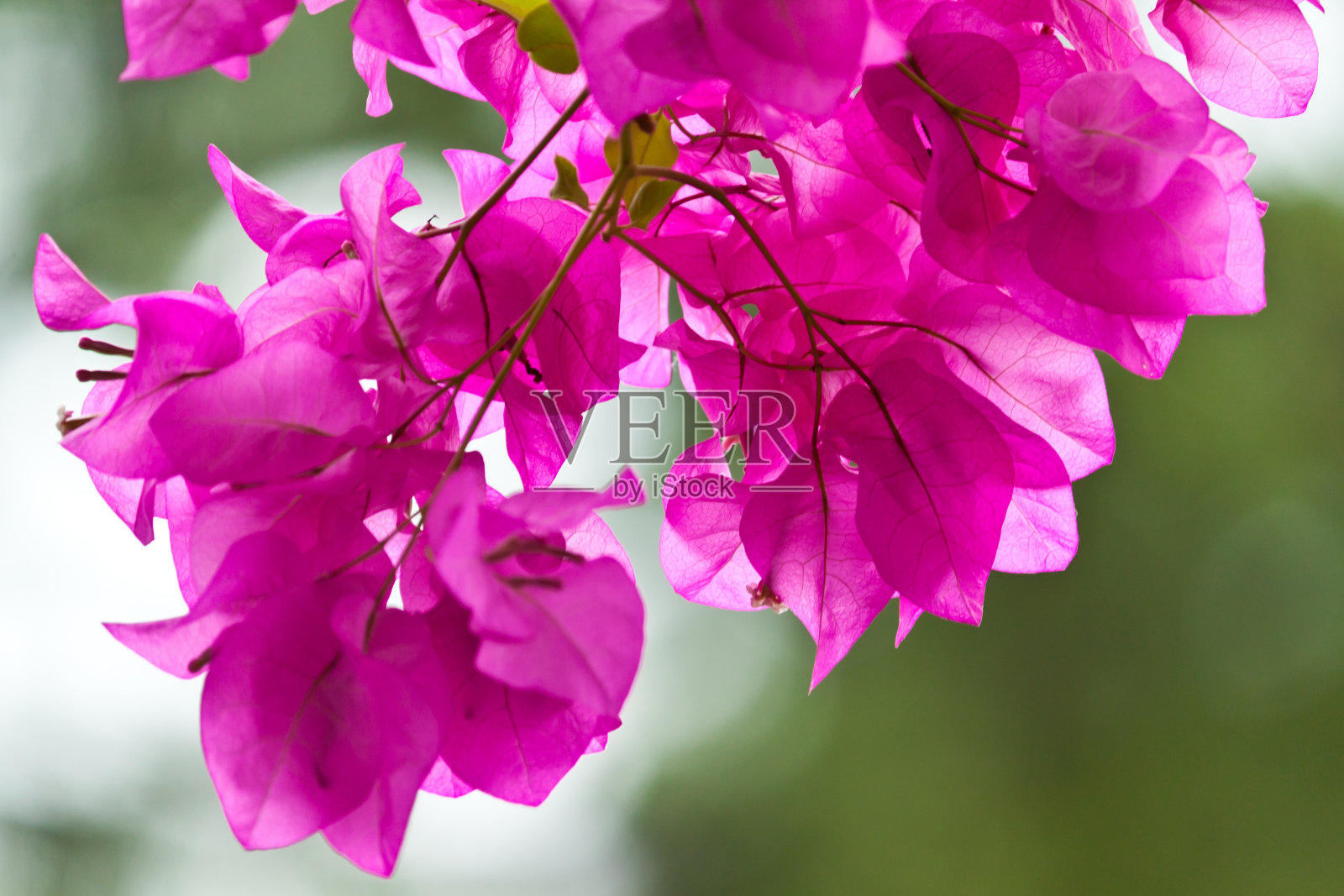 美丽的白色花朵照片摄影图片