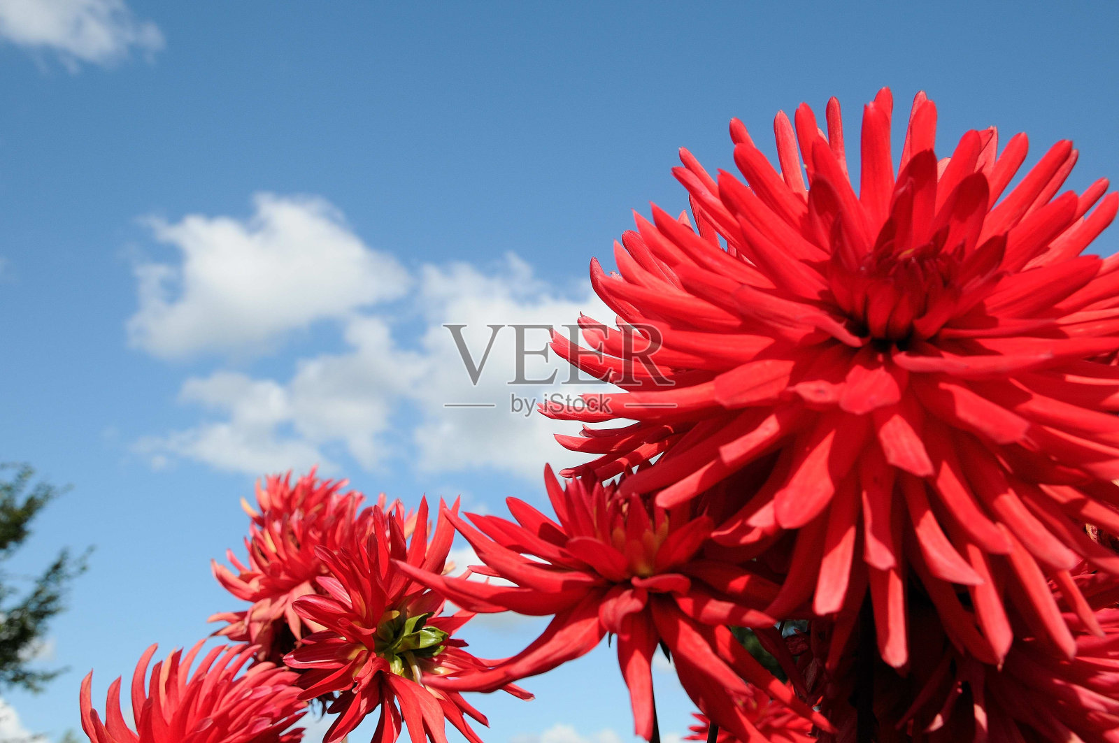 达利恩照片摄影图片