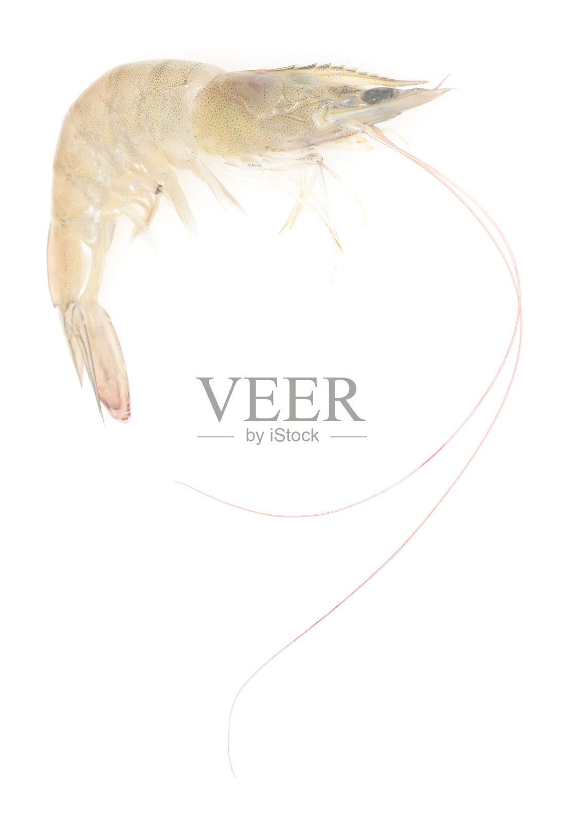 生虾照片摄影图片