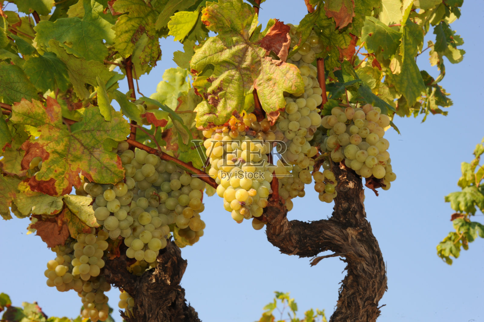 温雷本 - 温特劳本照片摄影图片