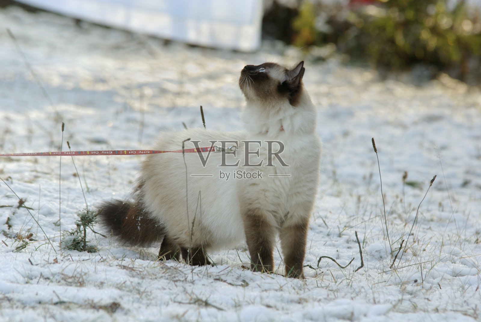 猫在皮带照片摄影图片