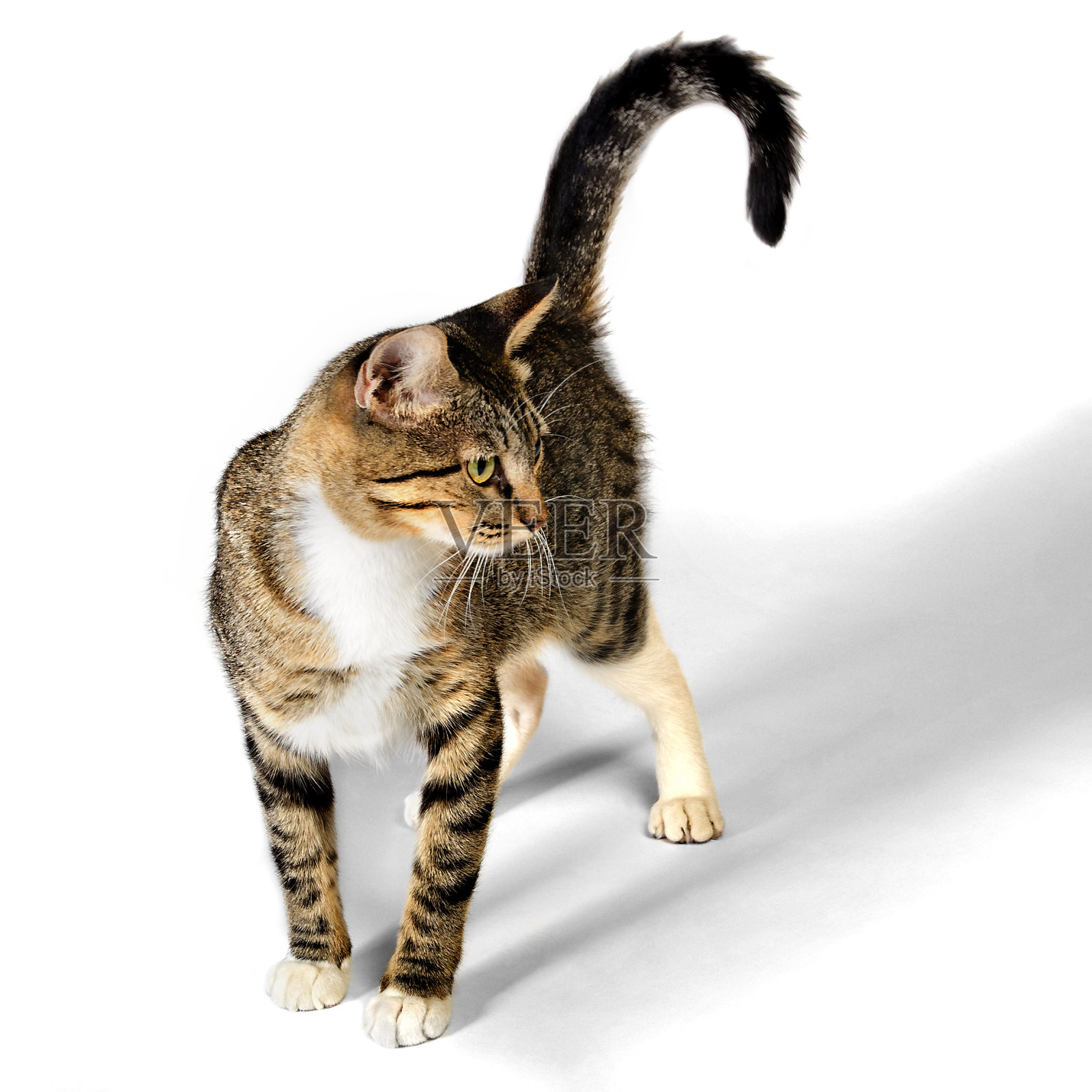 年轻的棕色虎斑小猫孤立在白色背景照片摄影图片