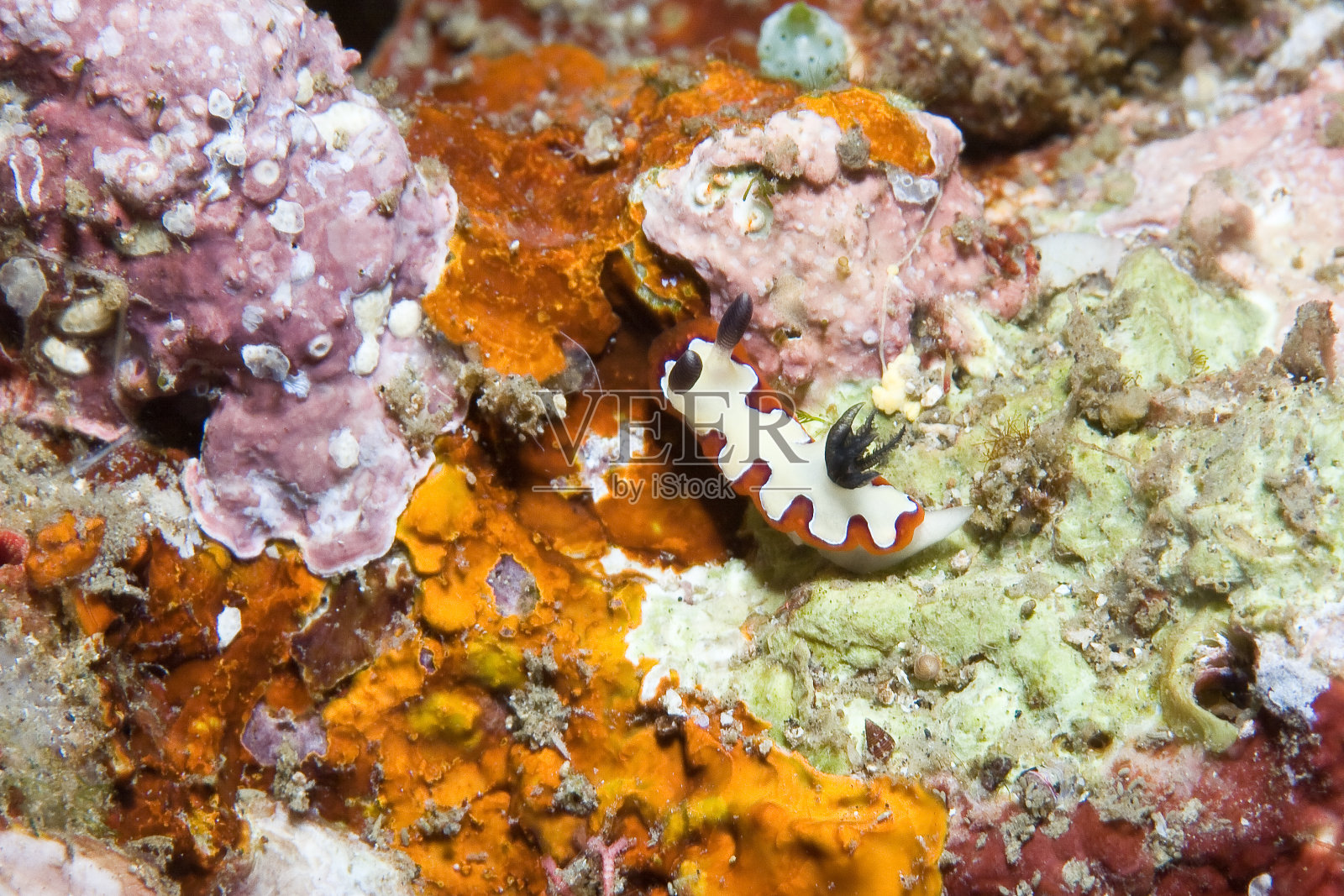 裸鳃亚目动物可靠chromodoris照片摄影图片