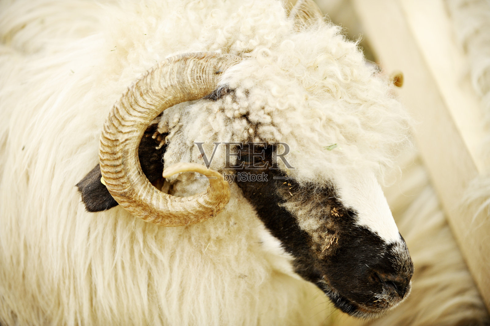 绵羊农场照片摄影图片