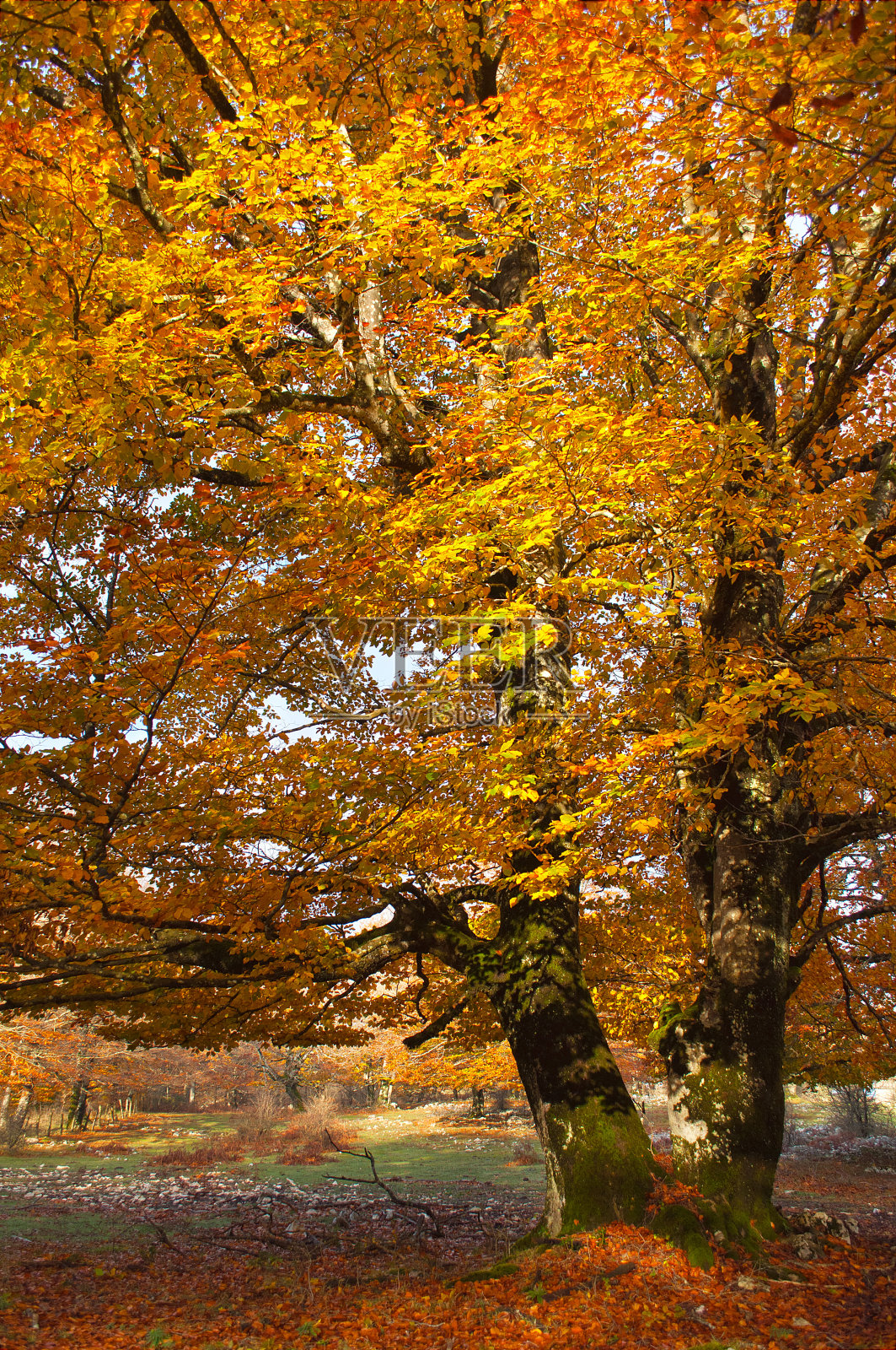 乌尔巴萨山上的树，秋叶飘落照片摄影图片
