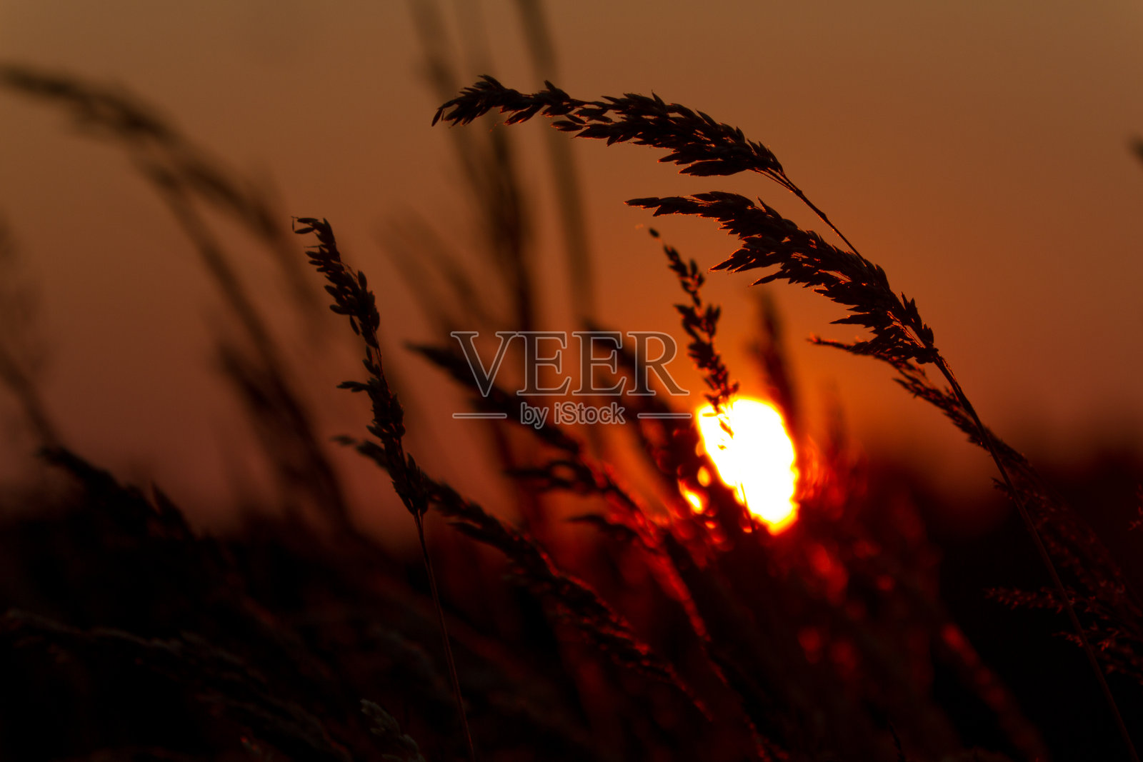 日落小麦照片摄影图片