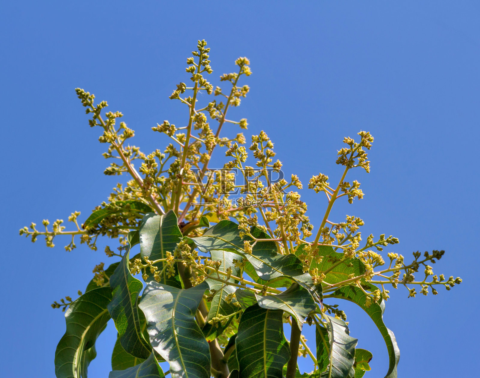花的芒果照片摄影图片
