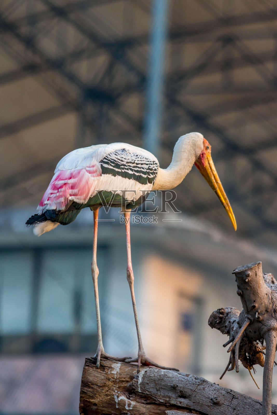 乳白色的鹳照片摄影图片