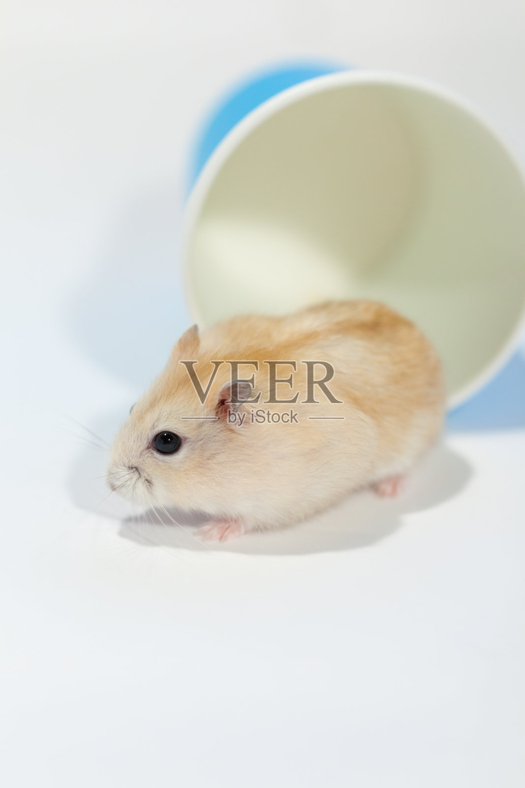 仓鼠在蓝色纸杯里照片摄影图片