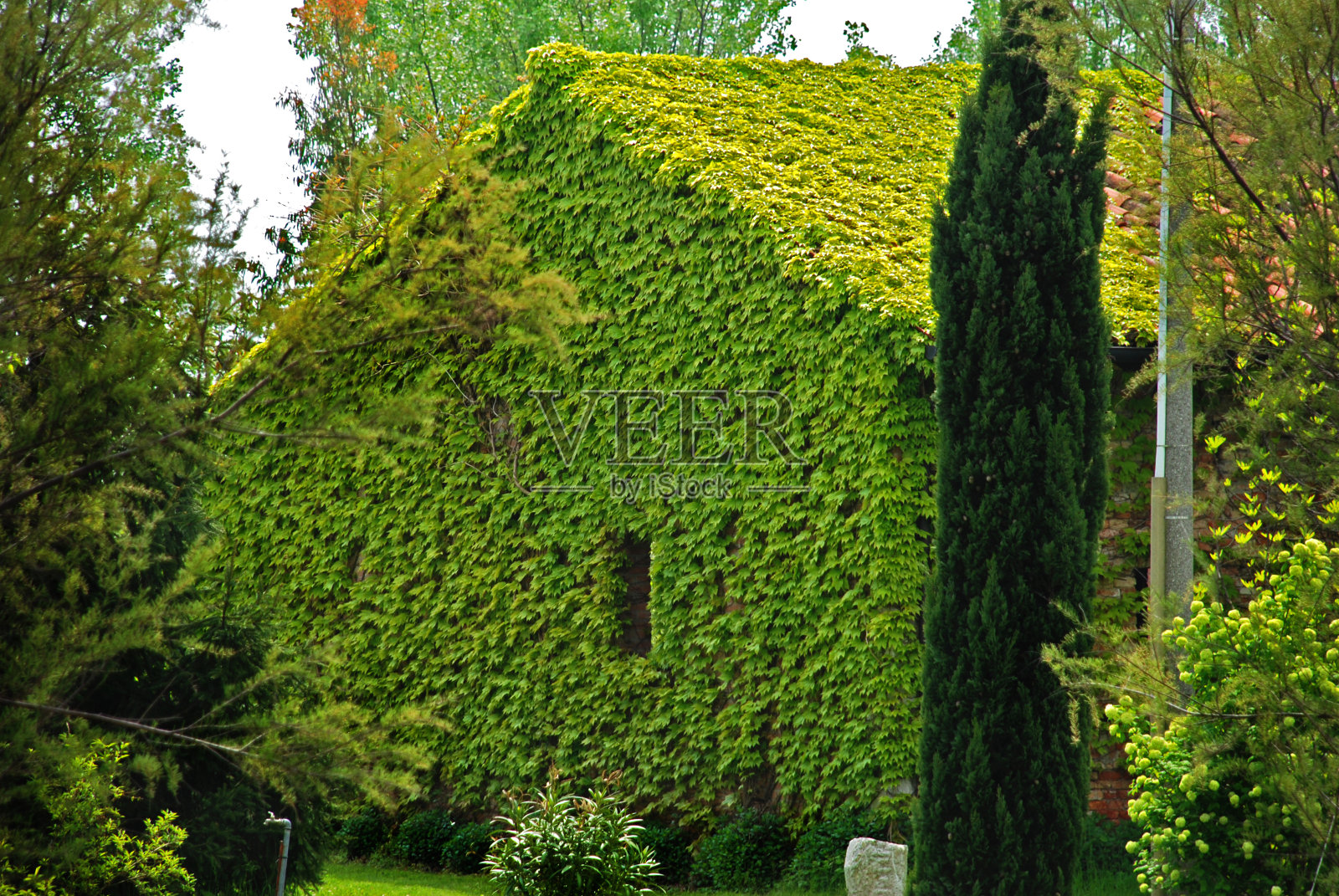 绿房子的正面覆盖着维吉尼亚蔓藤照片摄影图片