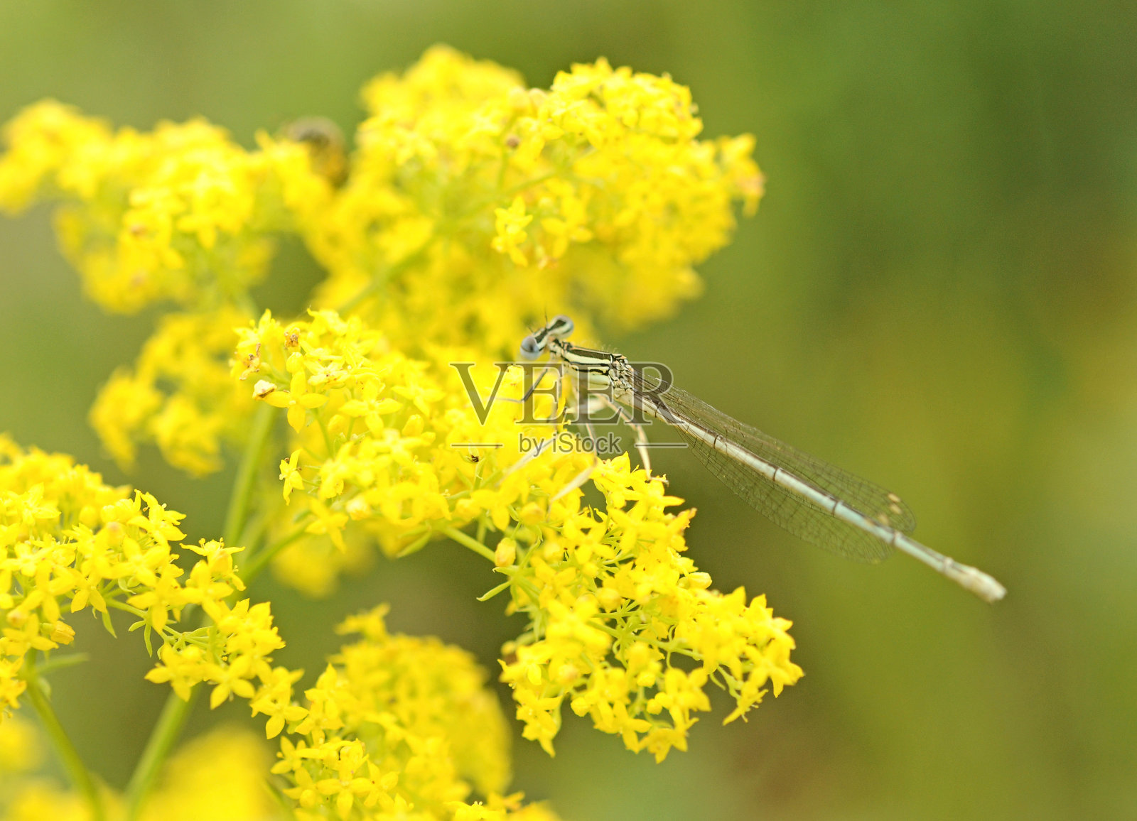 蜻蜓在黄花上照片摄影图片