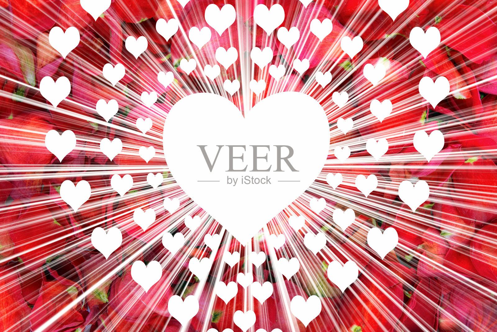 白色的心在干燥的玫瑰花瓣背景上照片摄影图片