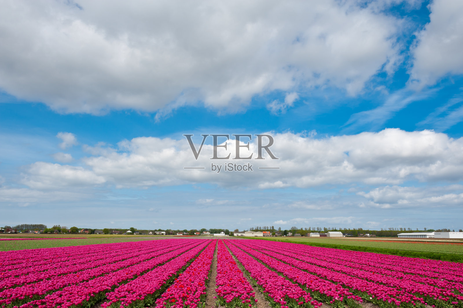 郁金香的季节照片摄影图片