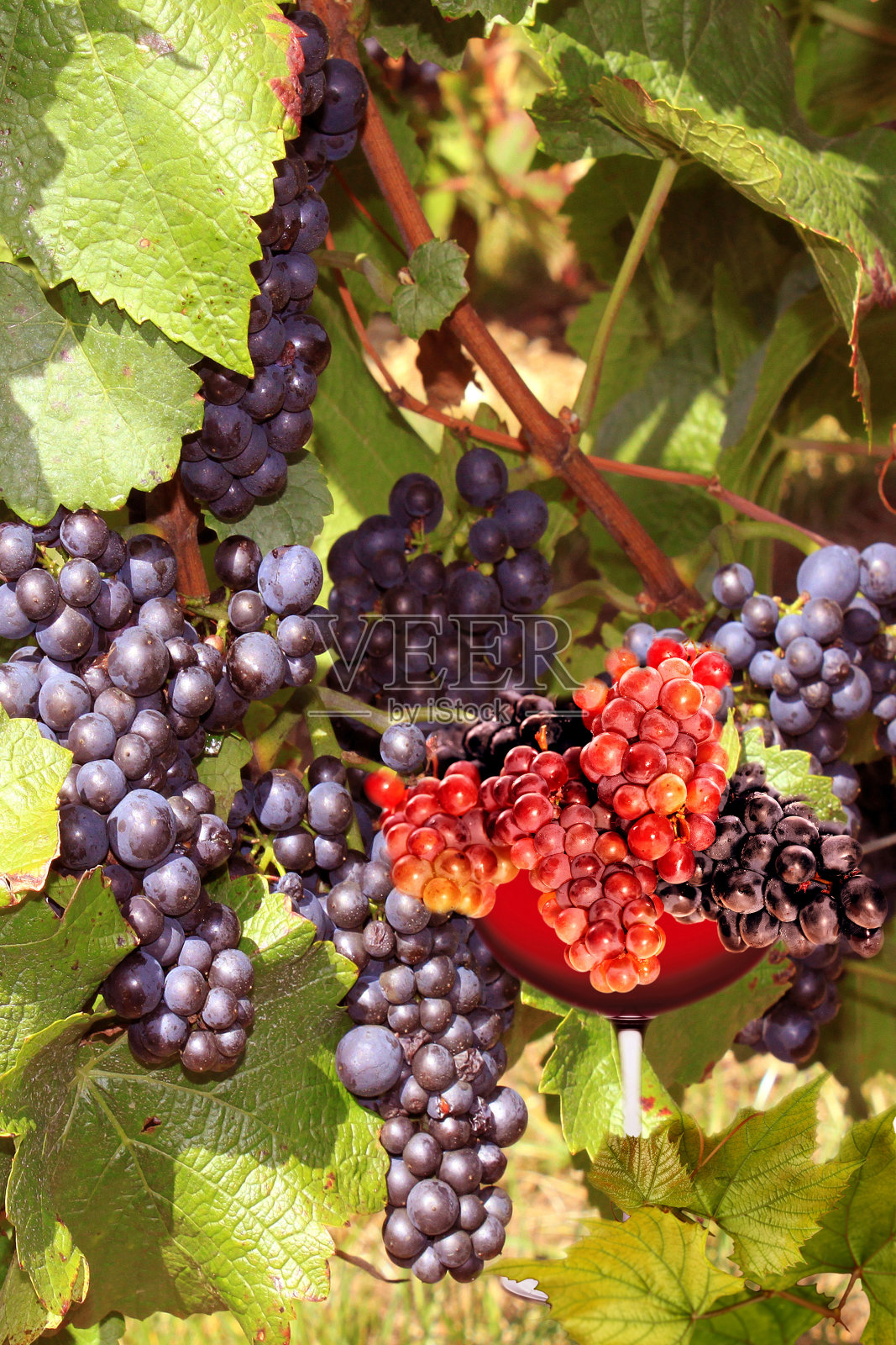 他来了照片摄影图片