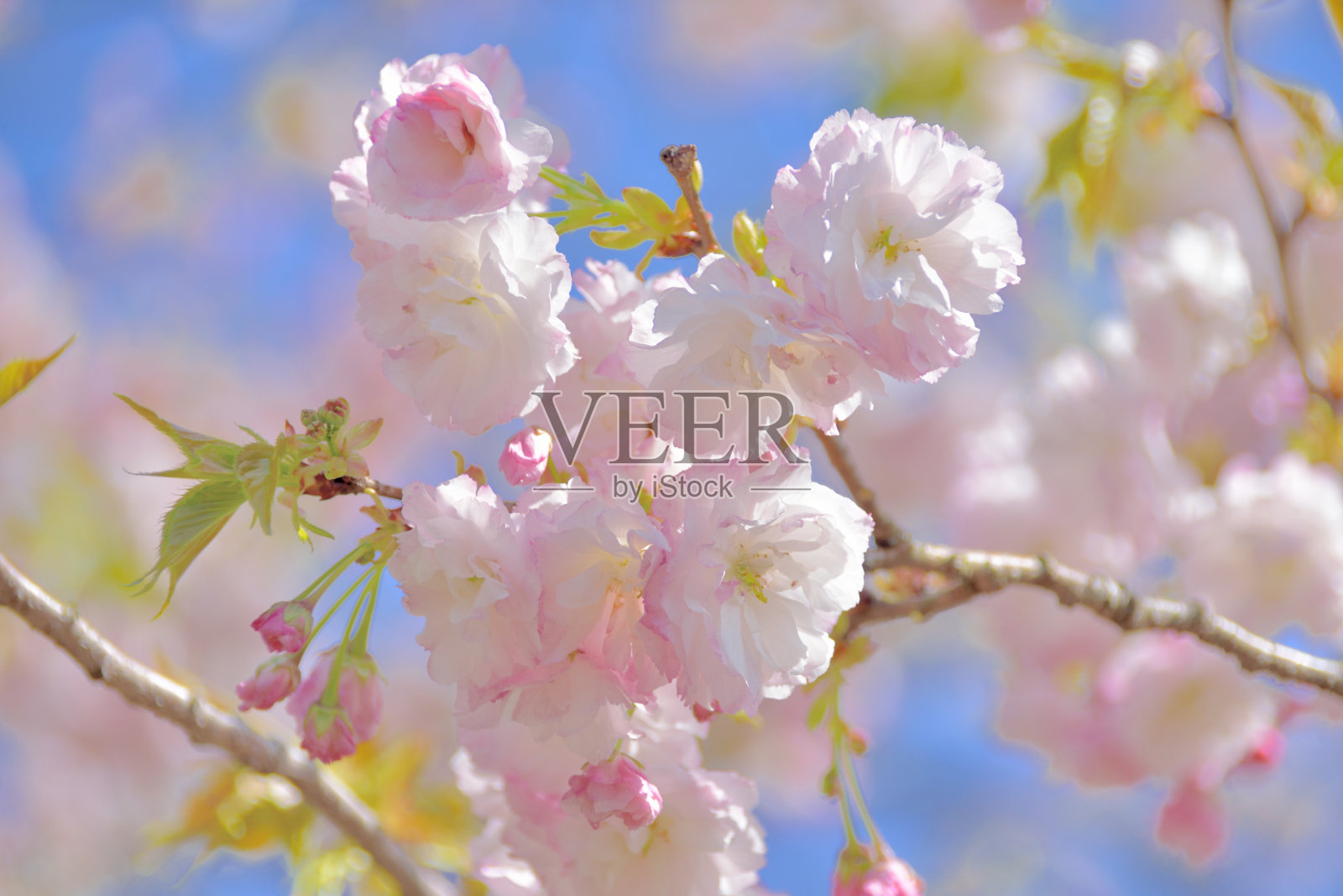 淡粉色的樱花照片摄影图片