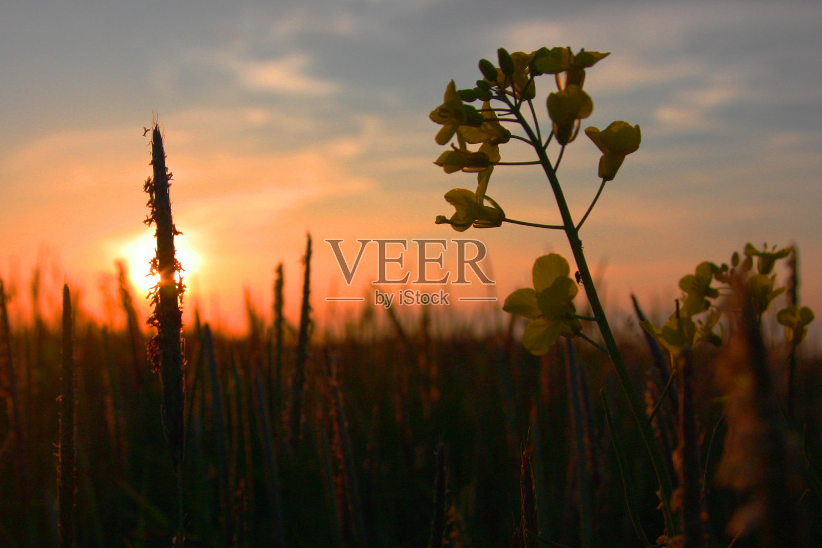 黄昏时分的油菜地照片摄影图片