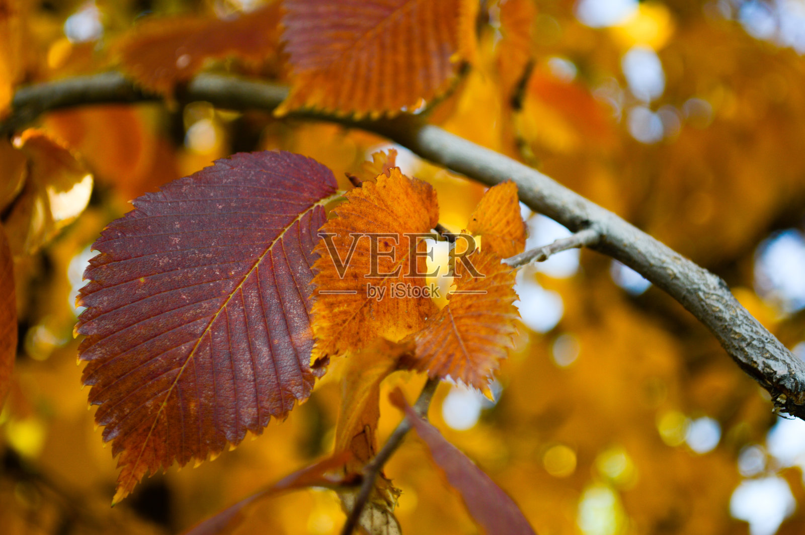 美丽的秋天微距黄色的树叶在橙色的背景上模糊了照片摄影图片