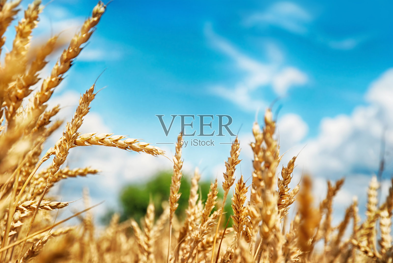 麦田照片摄影图片