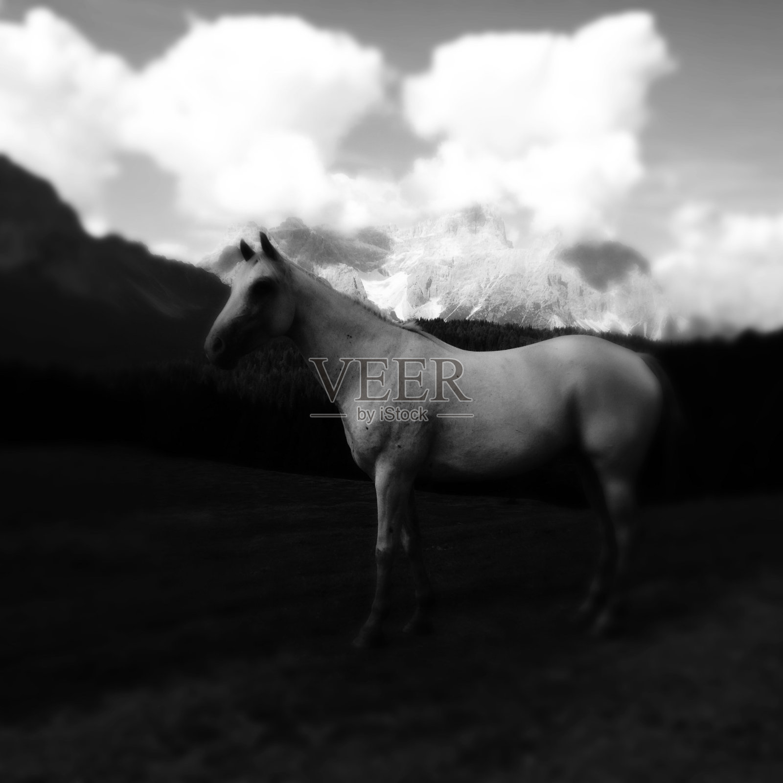 山里的白马照片摄影图片