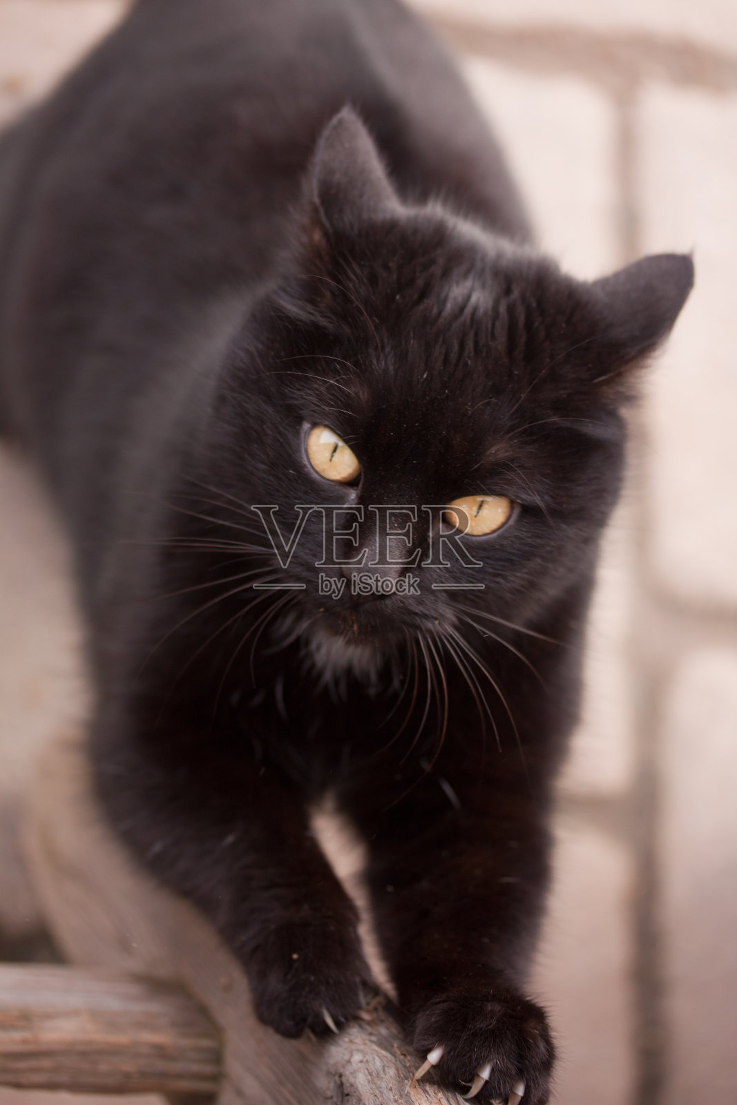 黑猫照片摄影图片