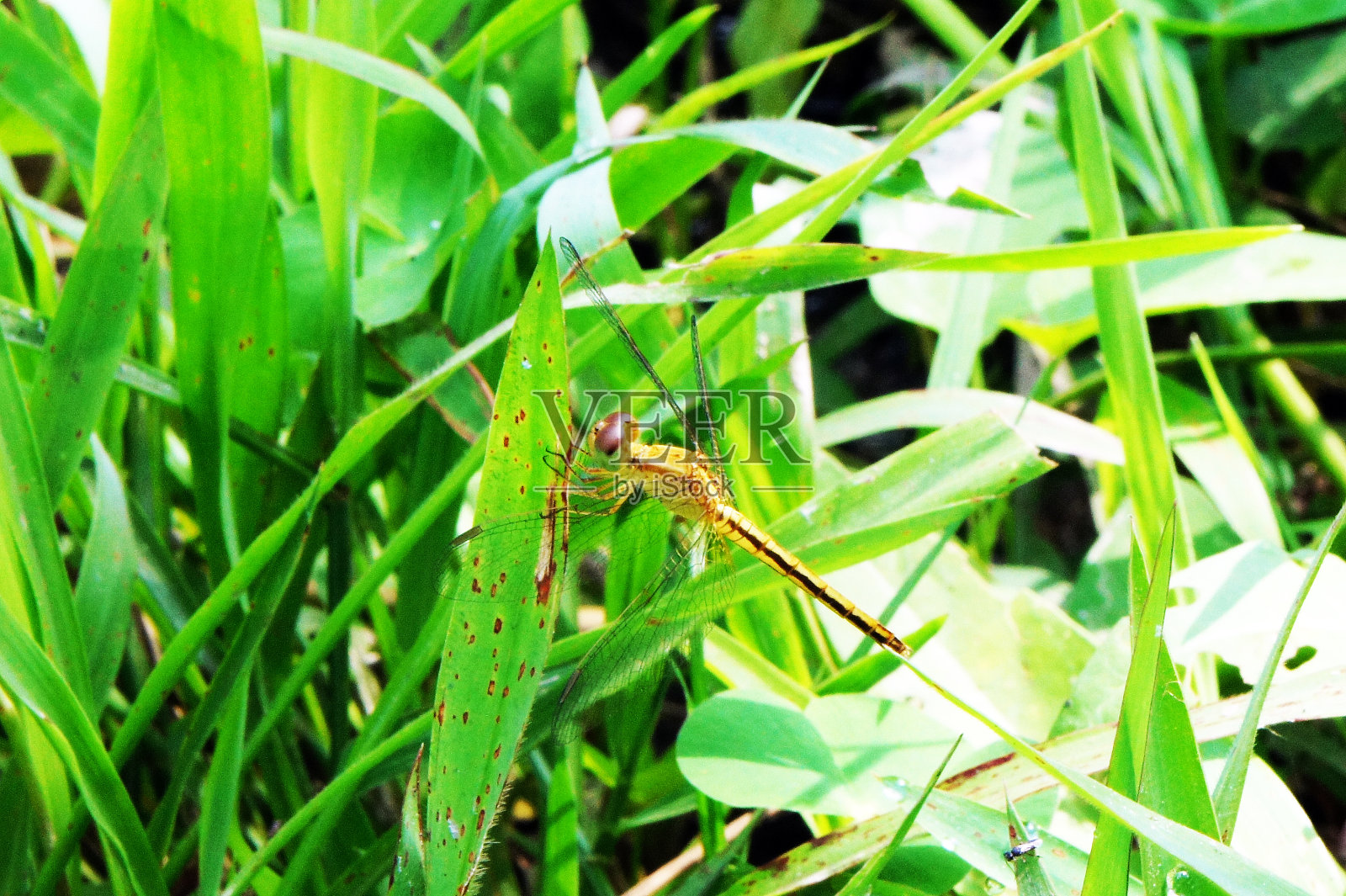 蜻蜓特写照片摄影图片