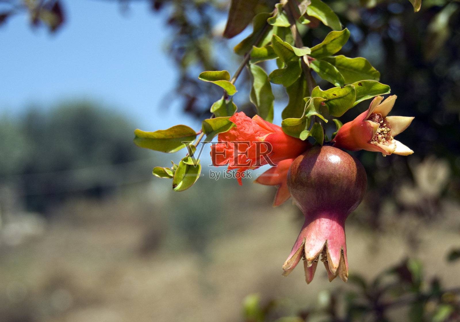 石榴照片摄影图片