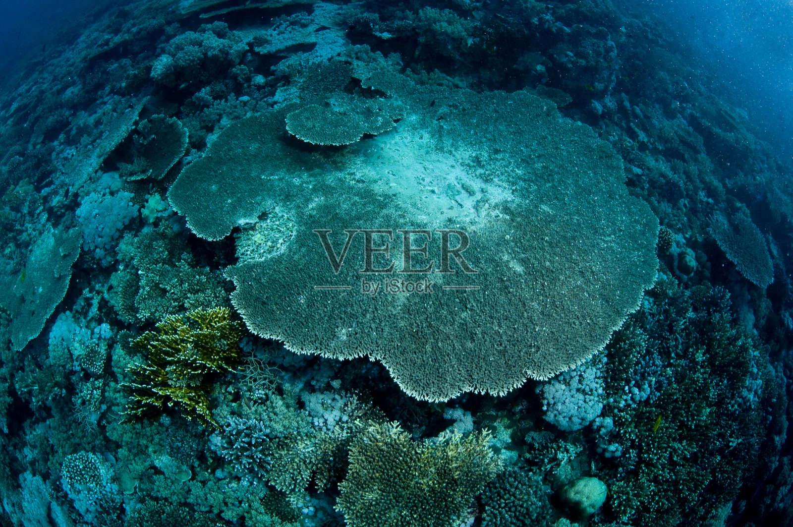 红海埃及水下珊瑚礁潜水照片摄影图片