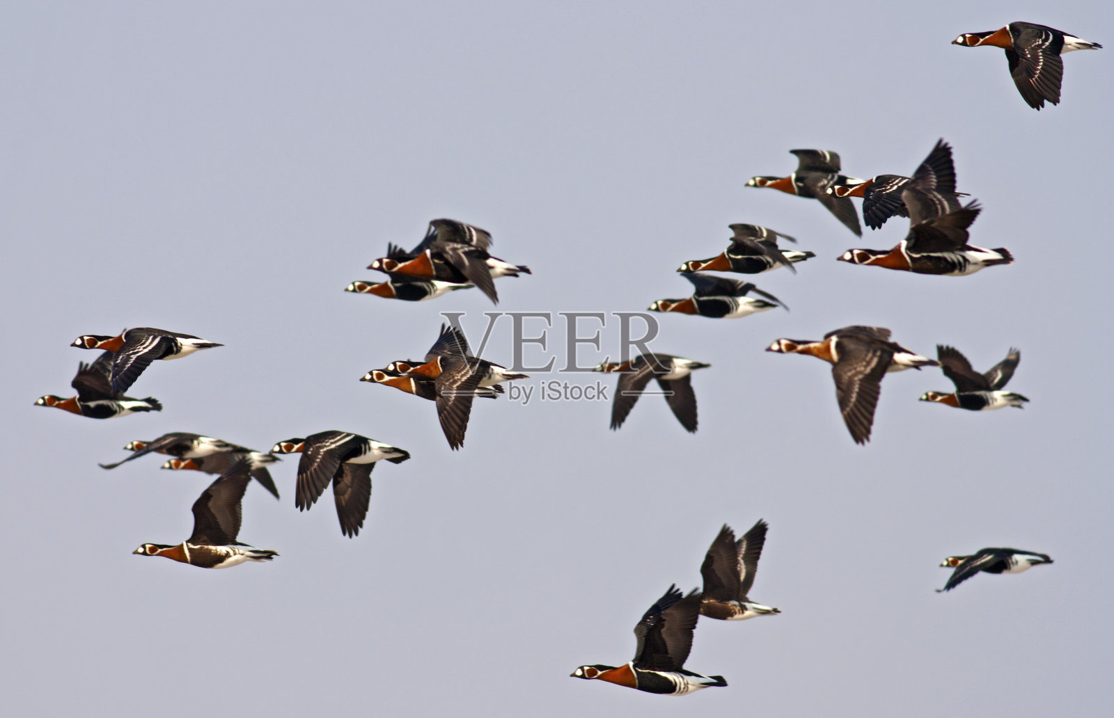 鹅群照片摄影图片